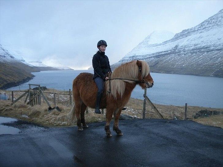 Færøsk hest Ljósi [Haft i pleje] - Mig og Ljósi :) 06-02-2011 billede 13