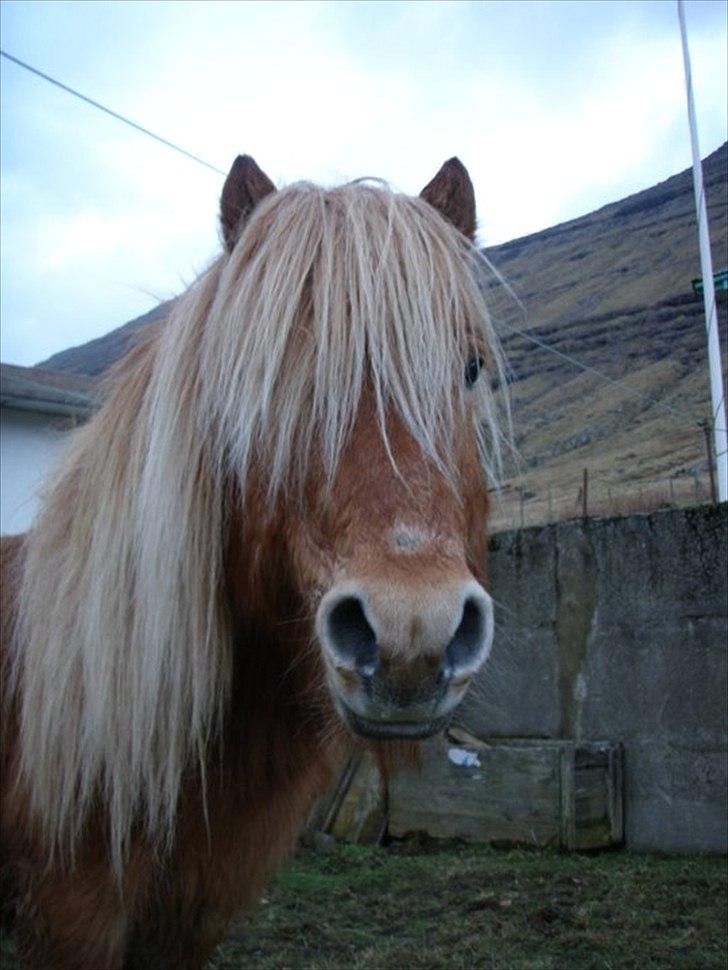 Færøsk hest Ljósi [Haft i pleje] - Lige efter en ridetur :b | 25-02-2011 billede 14