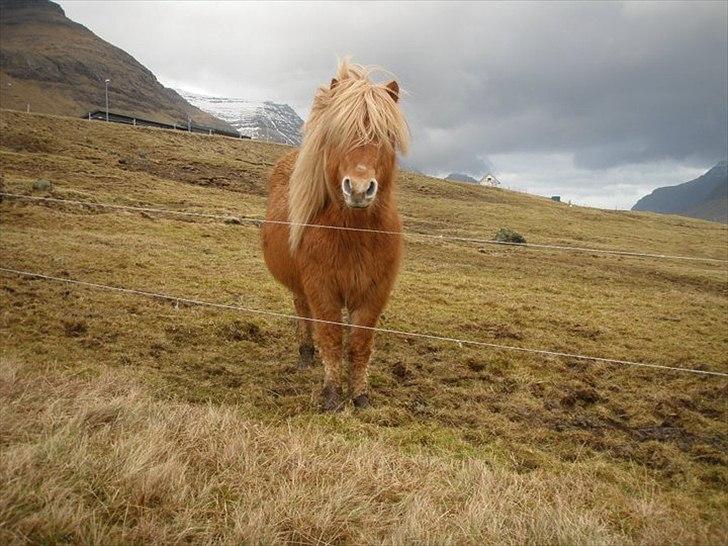 Færøsk hest Ljósi [Haft i pleje] - Vil gerne have maaad :D | 17-02-2011 billede 4