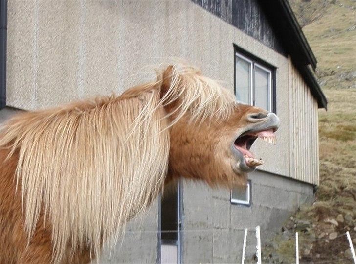 Færøsk hest Ljósi [Haft i pleje] - Gaab :b | 08-04-2011 billede 16