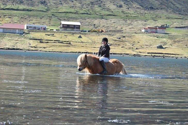 Færøsk hest Ljósi [Haft i pleje] - Rebekka og Ljósi bader :) | 20-04-2011 billede 17