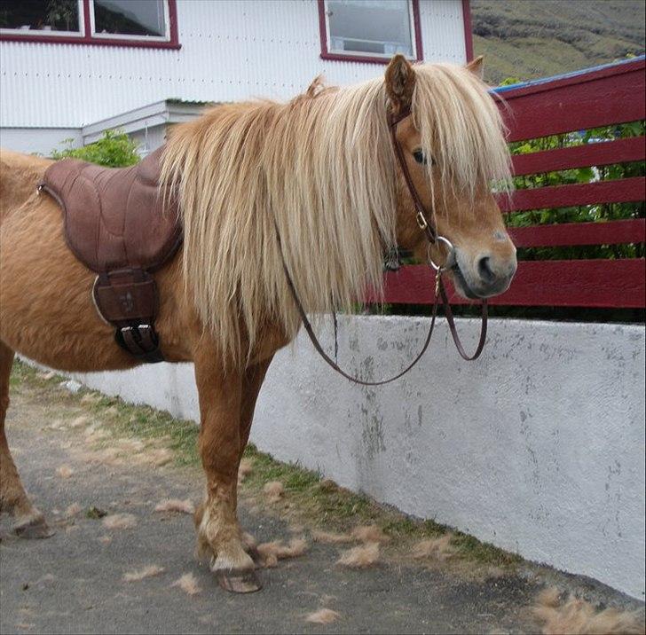 Færøsk hest Ljósi [Haft i pleje] - Klar til ridetur :) | 03-05-2011 billede 12