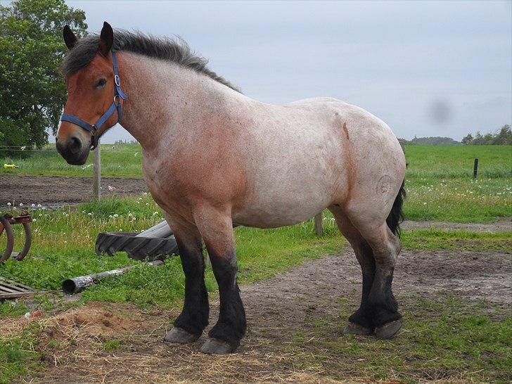 Belgier Dalmoses Bertha  - maj 2011 billede 2