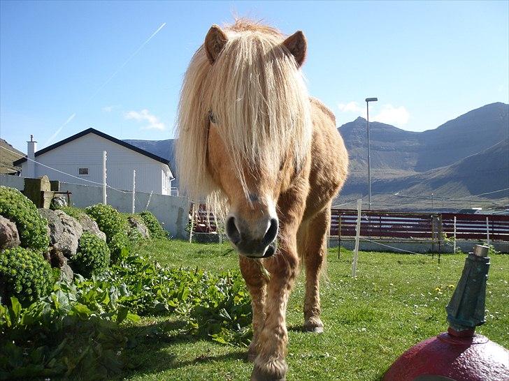 Færøsk hest Ljósi [Haft i pleje] - I vores have :) | 02-05-2011 billede 11