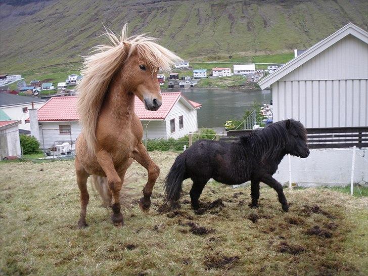 Færøsk hest Ljósi [Haft i pleje] - Hingstebasserne :b | 22-05-2011 billede 7