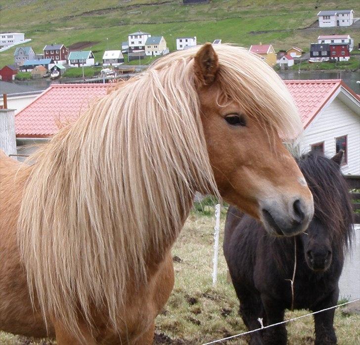 Færøsk hest Ljósi [Haft i pleje] - 22-05-2011 billede 1