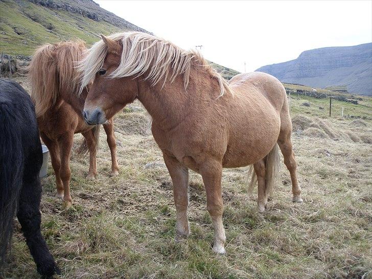 Færøsk hest Ljósi [Haft i pleje] - 27-09-2010 billede 20