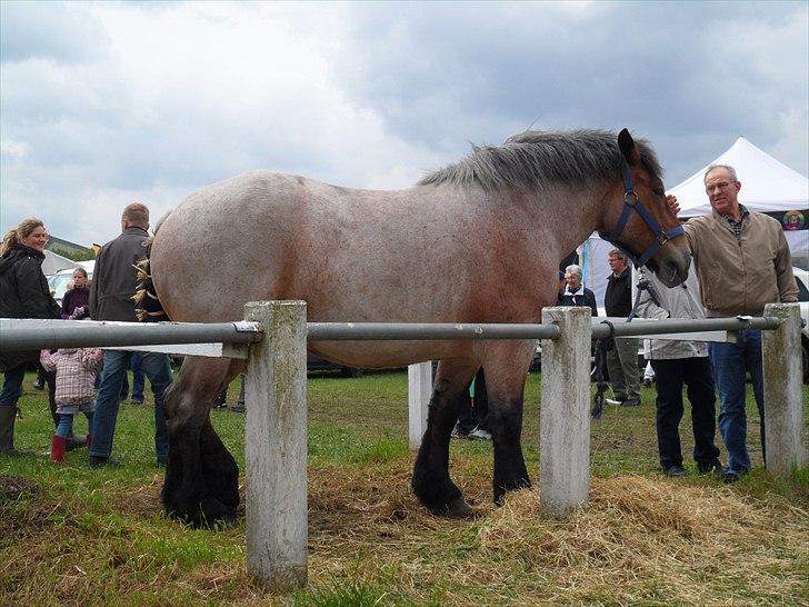 Belgier Dalmoses Bertha  billede 8