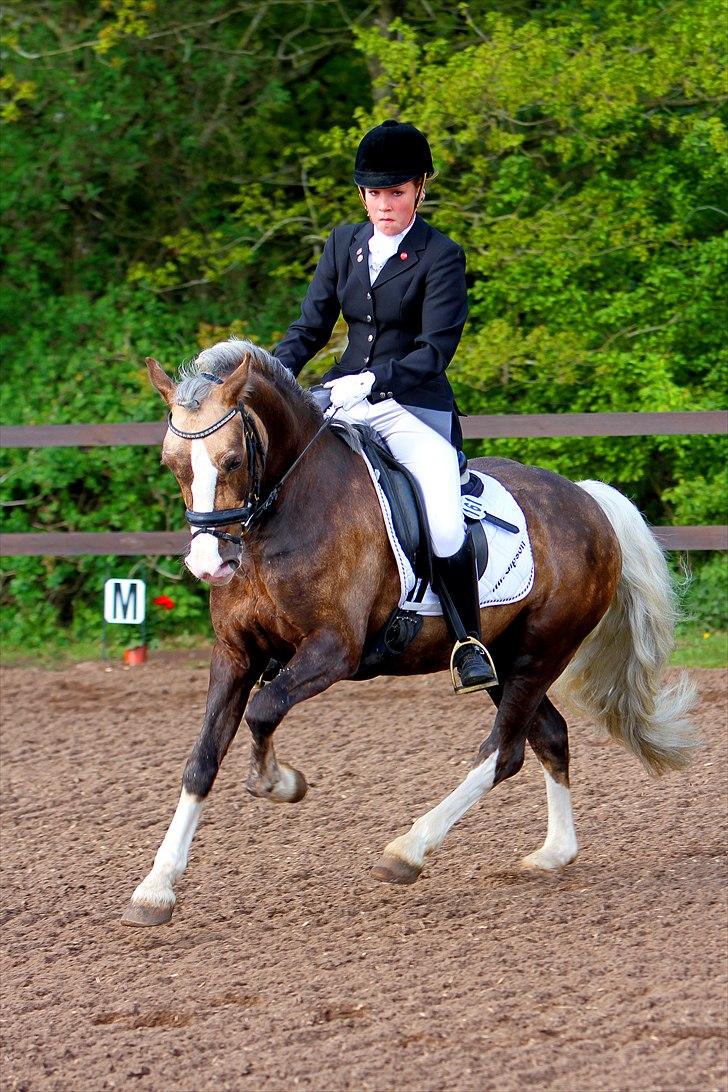 Welsh Pony af Cob-type (sec C) Fjordglimts Mr. Gipson billede 8