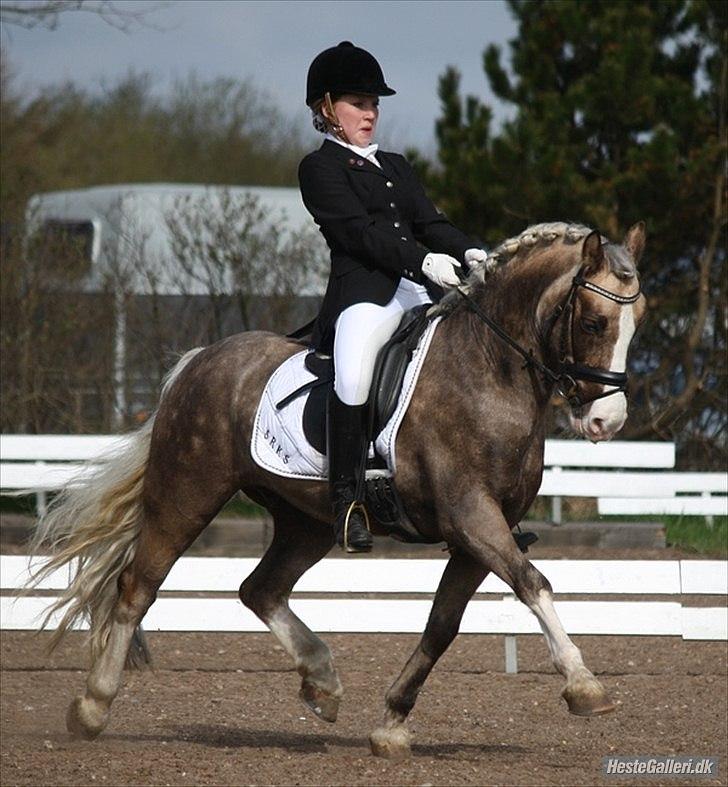 Welsh Pony af Cob-type (sec C) Fjordglimts Mr. Gipson billede 10
