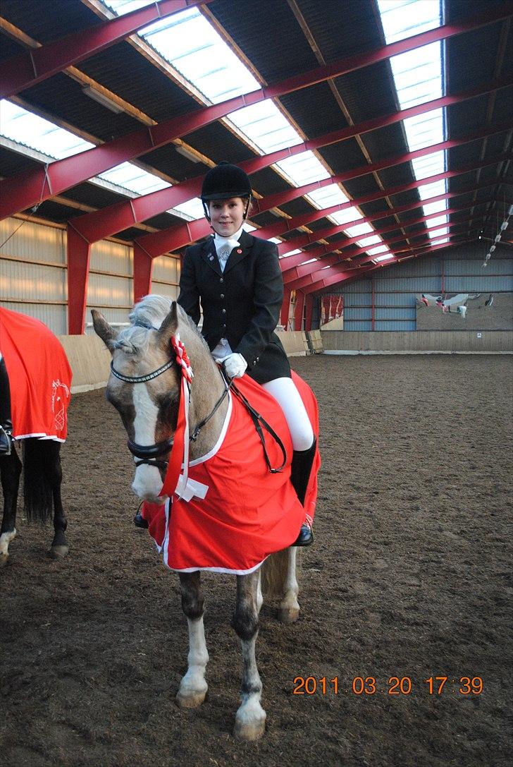 Welsh Pony af Cob-type (sec C) Fjordglimts Mr. Gipson - Klubmester Dressur 2010 billede 11