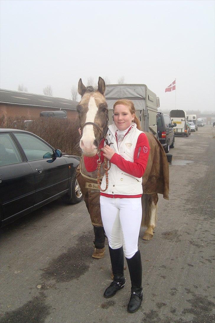 Welsh Pony af Cob-type (sec C) Fjordglimts Mr. Gipson billede 12