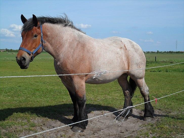 Belgier Dalmoses Bertha  billede 5