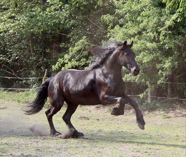 Frieser Berber van Woltefreden - Fotograf: Laura Heide. billede 12
