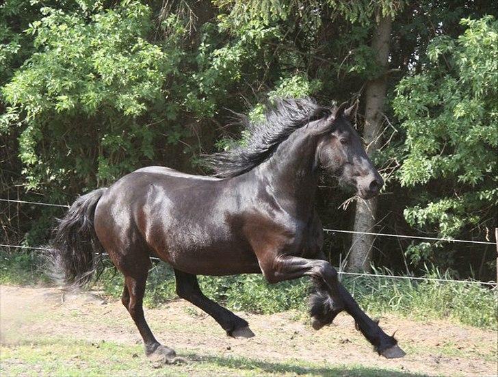 Frieser Berber van Woltefreden - Fotograf: Laura Heide. billede 13