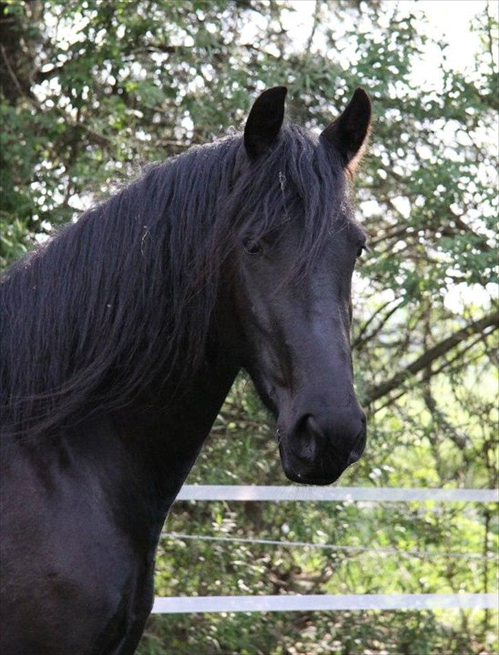 Frieser Berber van Woltefreden - Fotograf: Laura Heide. billede 14