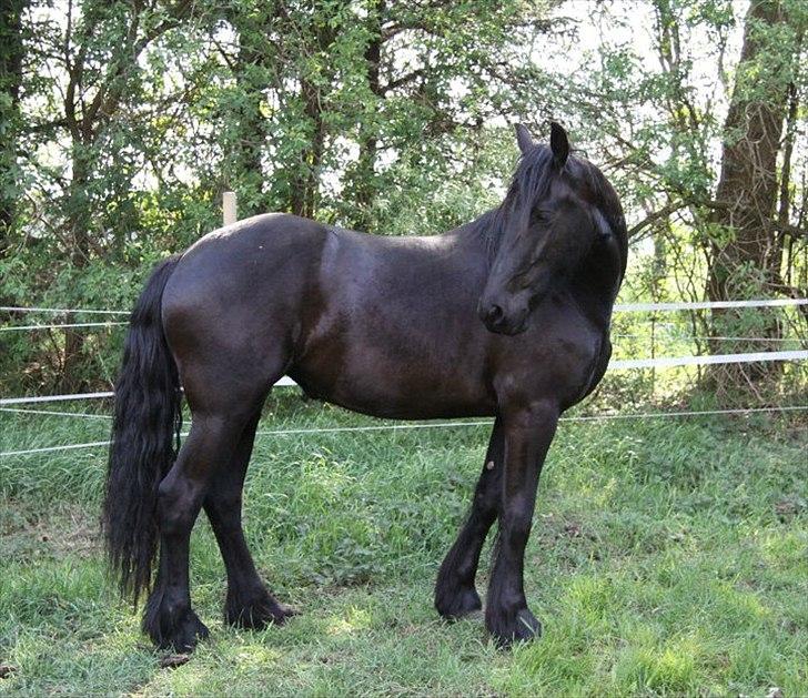 Frieser Berber van Woltefreden - Fotograf: Laura Heide. billede 15