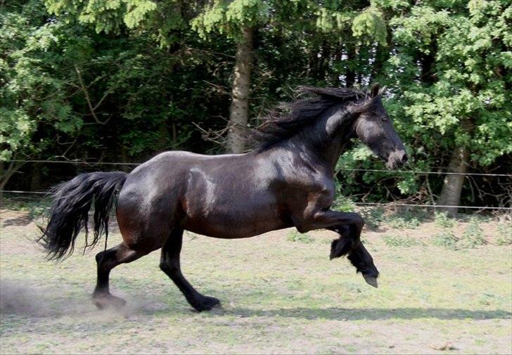 Frieser Berber van Woltefreden - Fotograf: Laura Heide. billede 16
