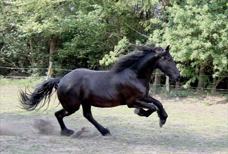 Frieser Berber van Woltefreden - Fotograf: Laura Heide. billede 17