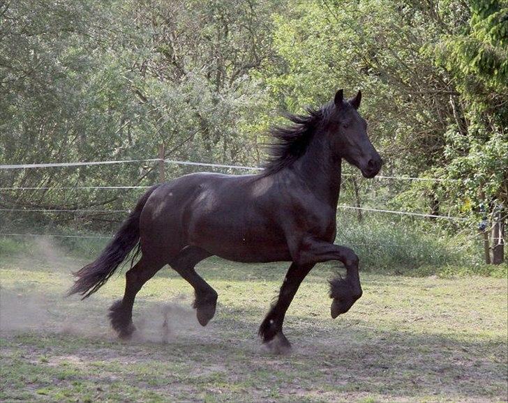 Frieser Berber van Woltefreden - Fotograf: Laura Heide. billede 18