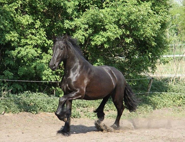Frieser Berber van Woltefreden - Fotograf: Laura Heide. billede 19