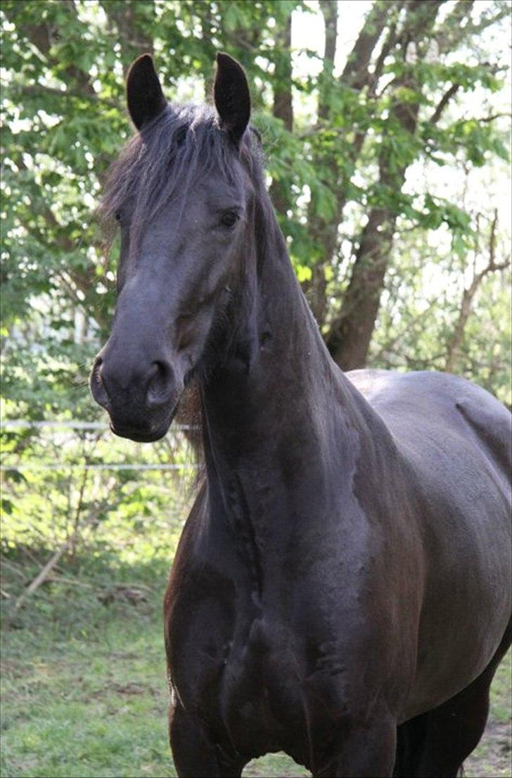 Frieser Berber van Woltefreden - Fotograf: Laura Heide. billede 1