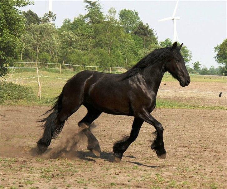 Frieser Berber van Woltefreden - Fotograf: Laura Heide. billede 20