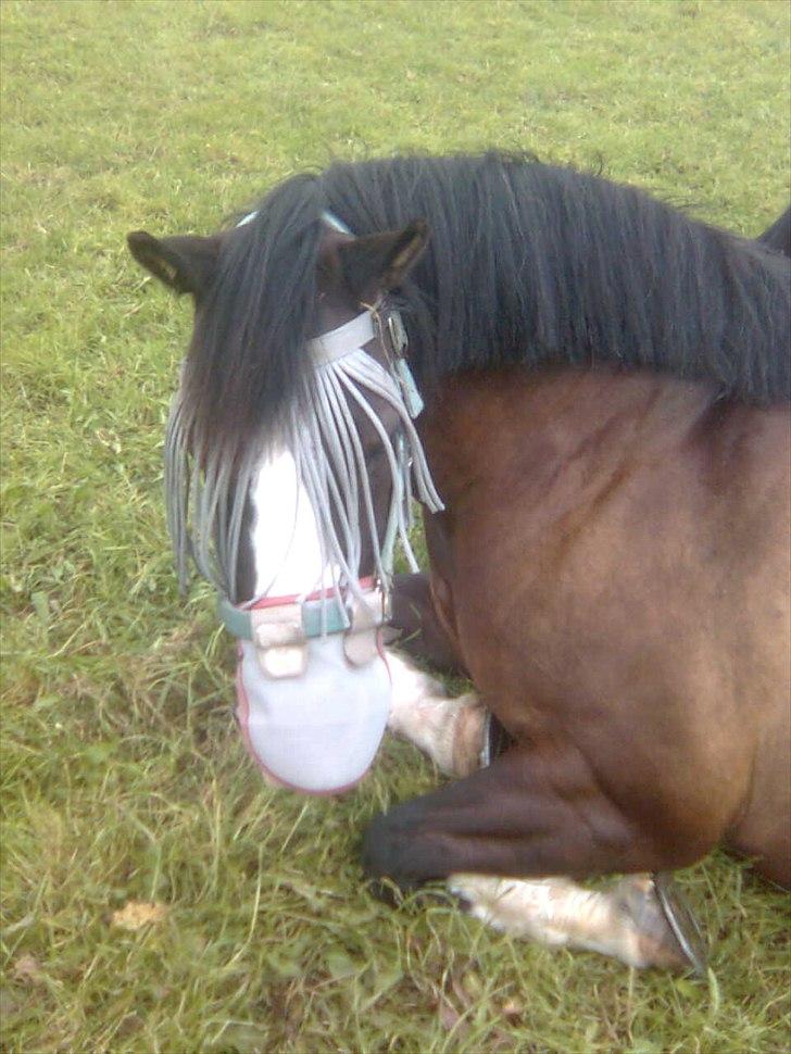 Welsh Pony af Cob-type (sec C) Dorthealyst Princess-Lea billede 11