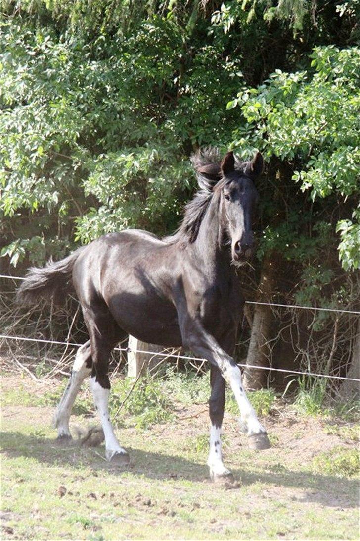 Barockpinto Imá-chik af Nikala - Fotograf: Laura Heide. billede 15