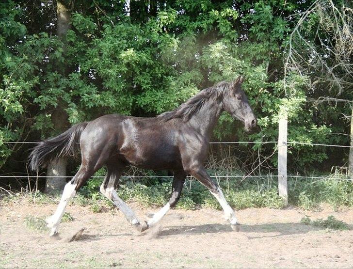 Barockpinto Imá-chik af Nikala - Fotograf: Laura Heide. billede 17