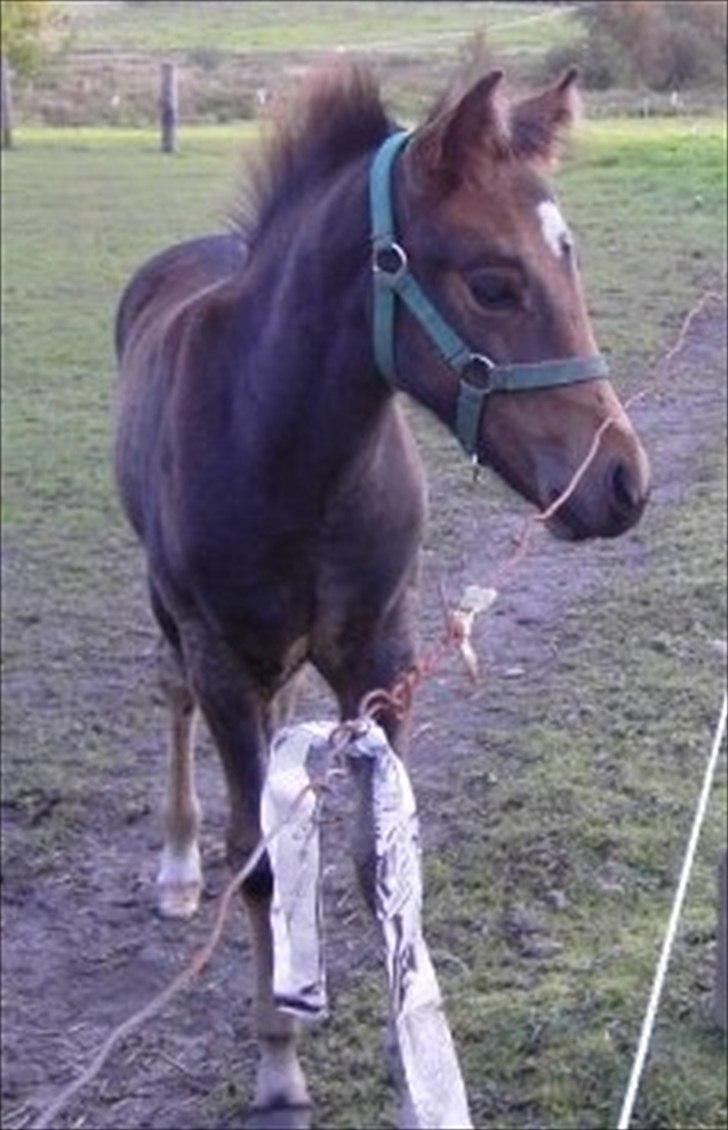 Anden særlig race Gamello Star***  - da Gamello var 3 måneder gammel :D billede 18