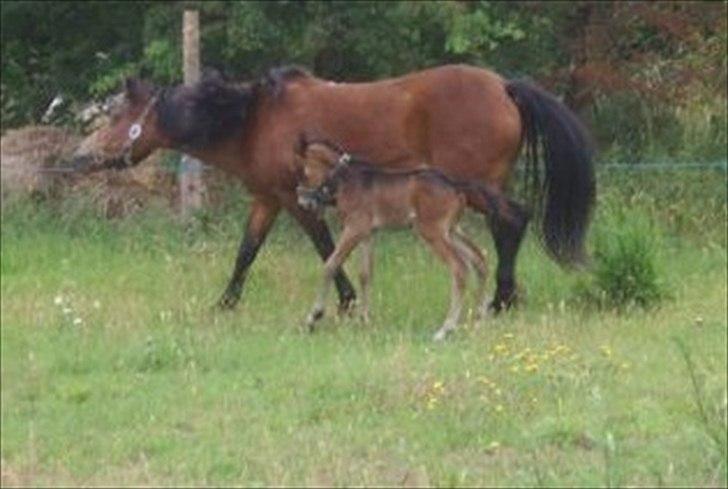 Anden særlig race Gamello Star***  - da Gamello var 2 dage gammel - og ude for første gang.  billede 19