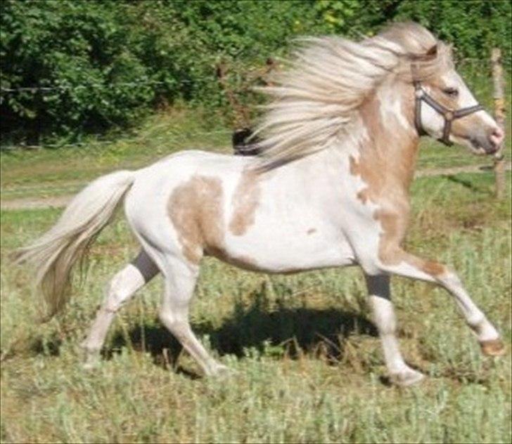 Welsh Mountain (sec A) Pinocchio  - min dejlige dreng! <3 billede 1