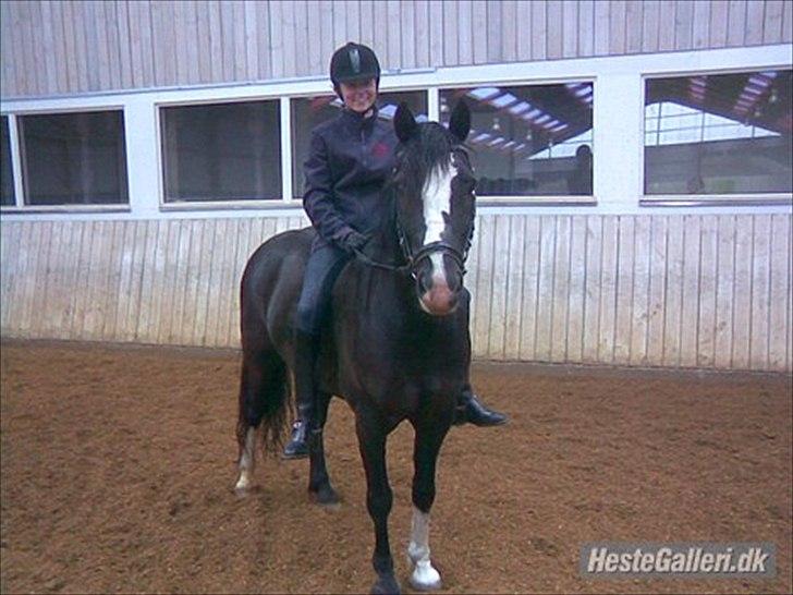 Welsh Cob (sec D) Meter - Meter og hans nye ejer Anne-sofie.  billede 3