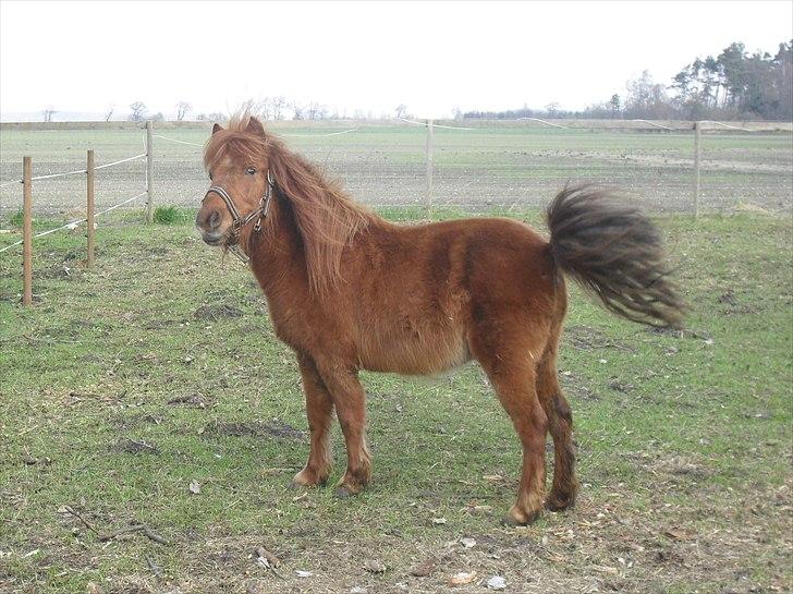 Anden særlig race Tøsen - Lige da Tøsen ankom 15/4-2011 billede 6