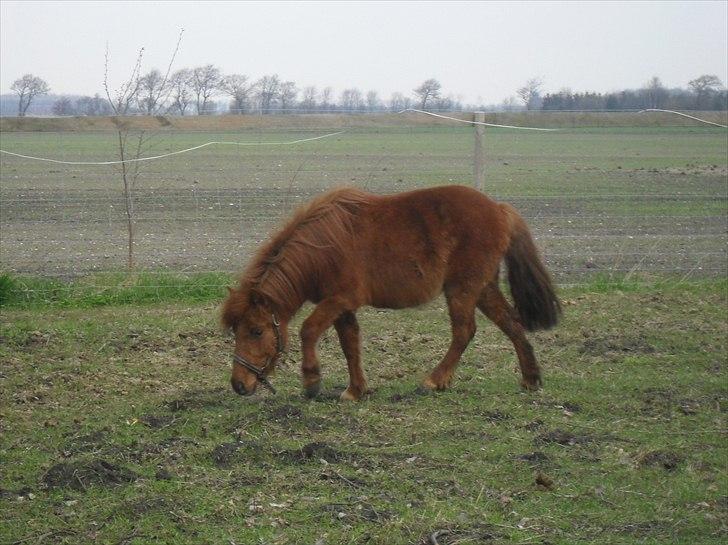 Anden særlig race Tøsen - 15/4-2011 billede 7
