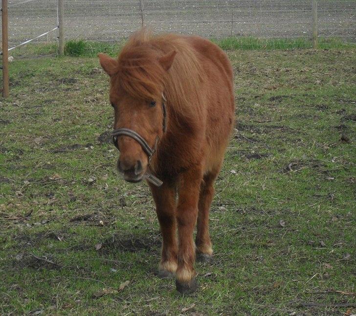 Anden særlig race Tøsen - 15/4-2011 billede 8