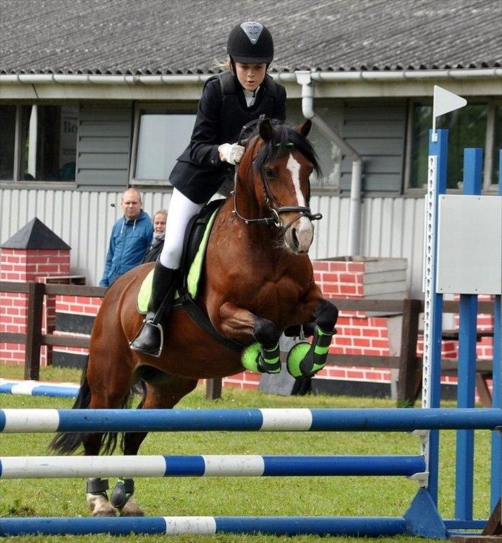 Welsh Pony af Cob-type (sec C) | MENAI LADY CAMILLA *tortillen* - LD på reb<3. smukke ponydyr! billede 16