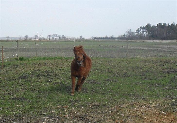 Anden særlig race Tøsen - 15/4-2011 billede 9