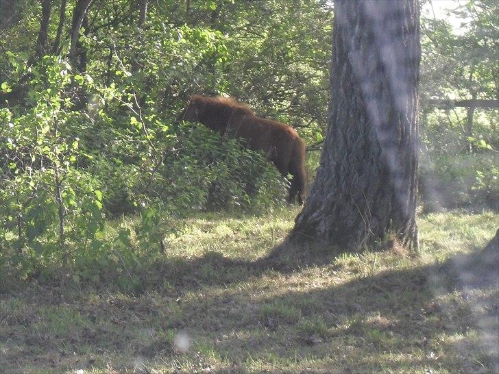 Anden særlig race Tøsen - bjergbestiger 23/5-2011 billede 10