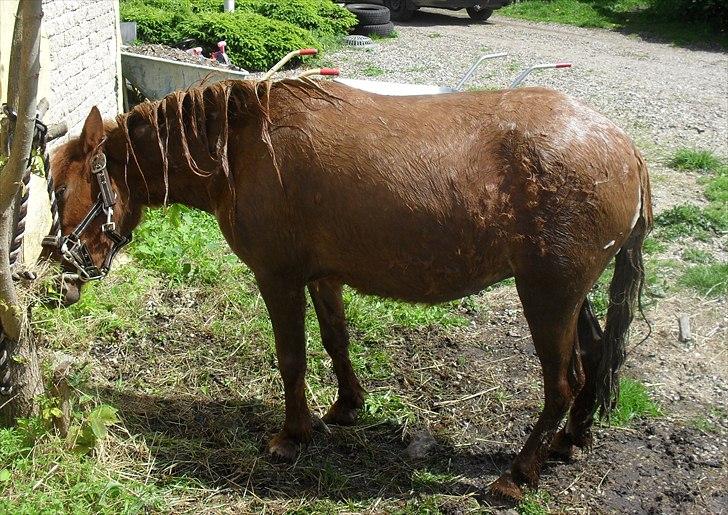 Anden særlig race Tøsen - Tøsen i bad 30/5-2011 billede 3