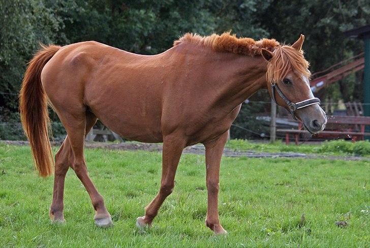 Anden særlig race Destiny billede 10