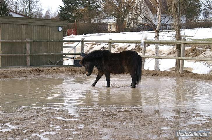 Shetlænder Mads billede 19