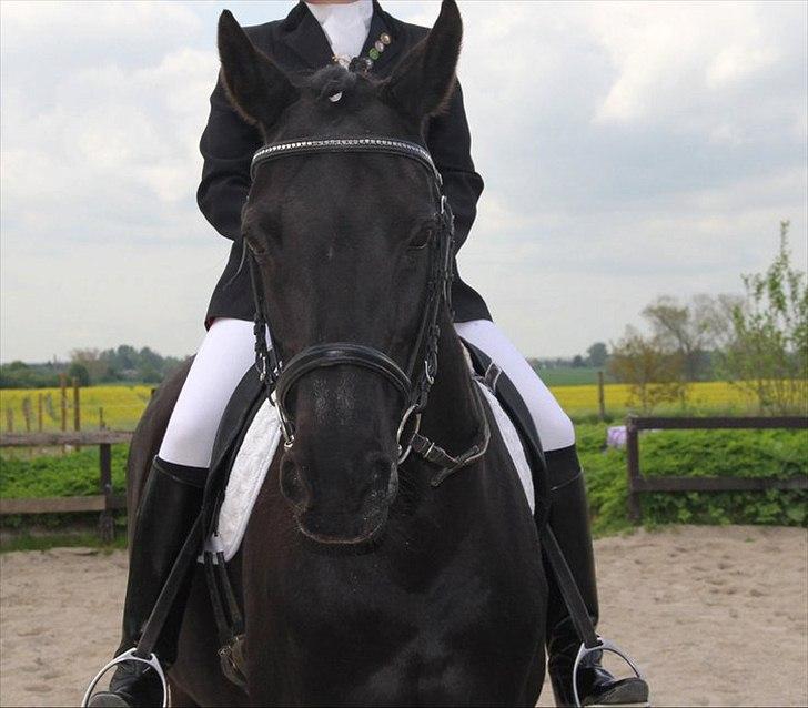 Dansk Varmblod Sahra- Må du hvile i fred - Min sidste tur på min elskede. billede 1