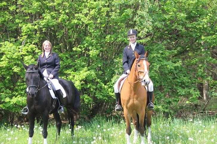 Dansk Varmblod Sahra- Må du hvile i fred - Min sidste tur på min elskede.
 billede 4