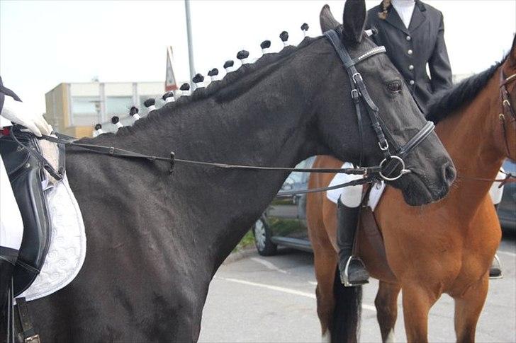 Dansk Varmblod Sahra- Må du hvile i fred - Min sidste tur på min elskede. billede 6