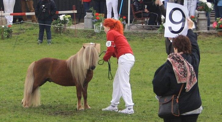 Shetlænder Vestbjergs Top billede 10