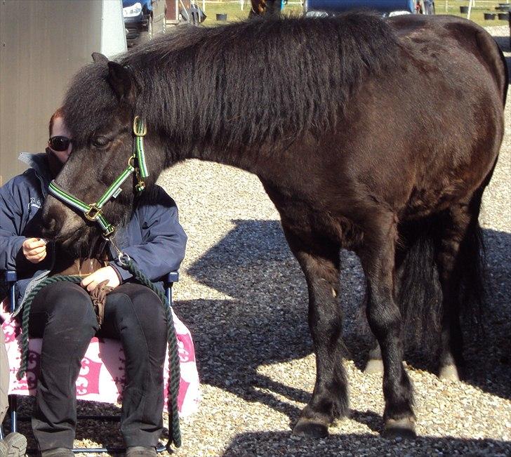 Islænder Hlynir Fra Gl. Essendrup - Hygge til skeifa stævne :) billede 12