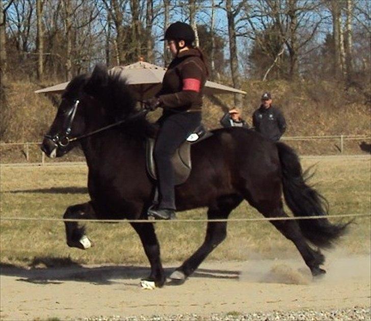 Islænder Hlynir Fra Gl. Essendrup - Skeifa 9 april 2011 billede 13