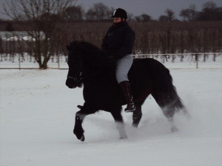 Islænder Hlynir Fra Gl. Essendrup billede 14
